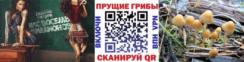 Псилоцибиновые грибы Psilocybe  Купить закладки  Новая Усмань 